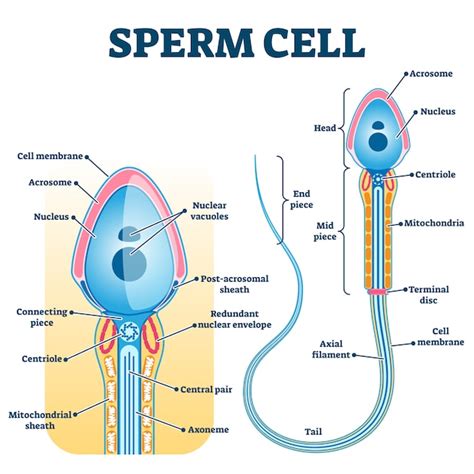 Spermatozoa: Anatomy and function